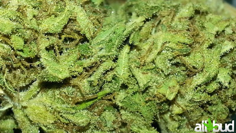 Weed price Prague. 
                    Berry White Marijuana Strain
