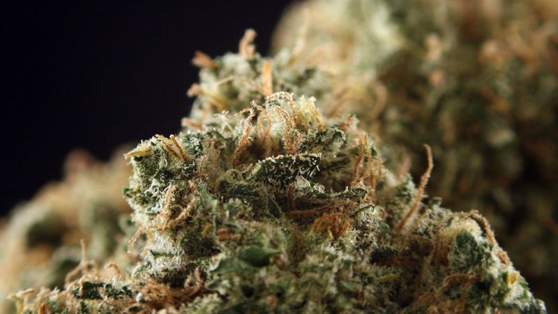 Weed price Prague. 
                    Dutchberry Marijuana Strain