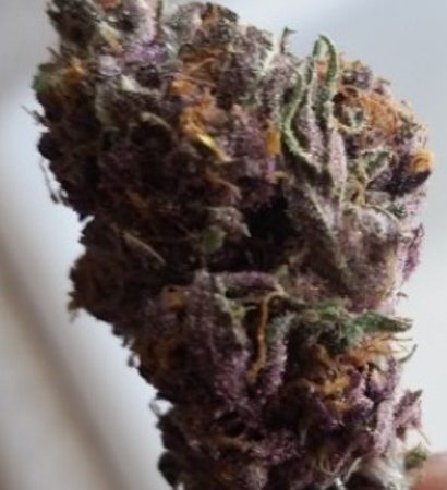 Weed price Prague. 
                    Predator Pink Marijuana Strain