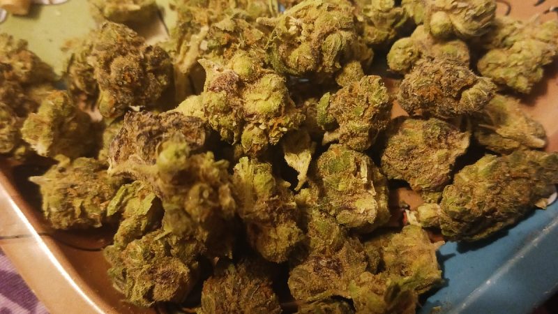 Weed price Prague. 
                    Ice Cream Man Marijuana Strain