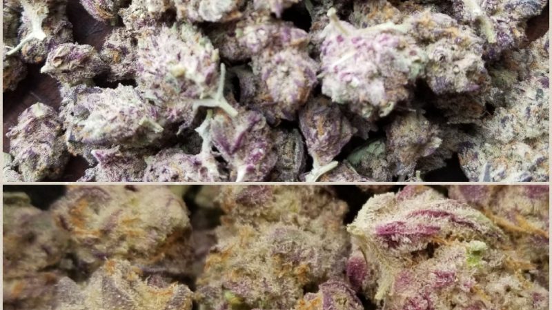 Weed price Prague. 
                    Sunset Sherbet Marijuana Strain