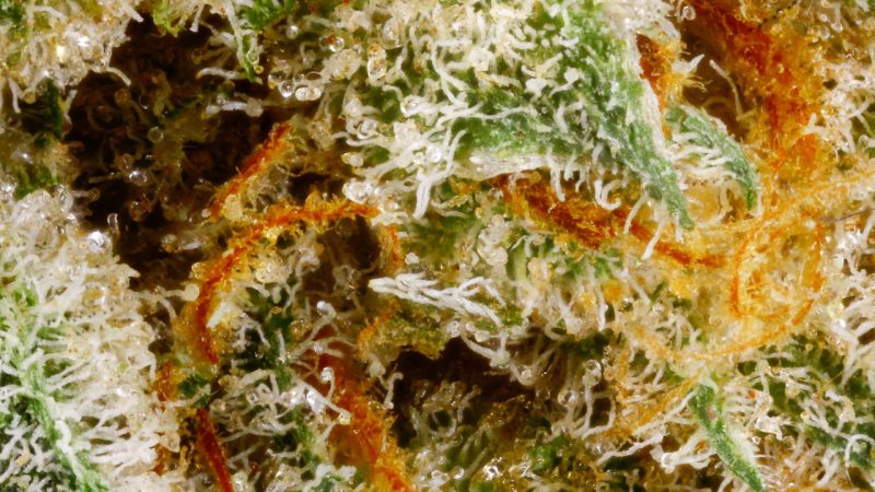 Weed price Prague. 
                    Cactus Marijuana Strain