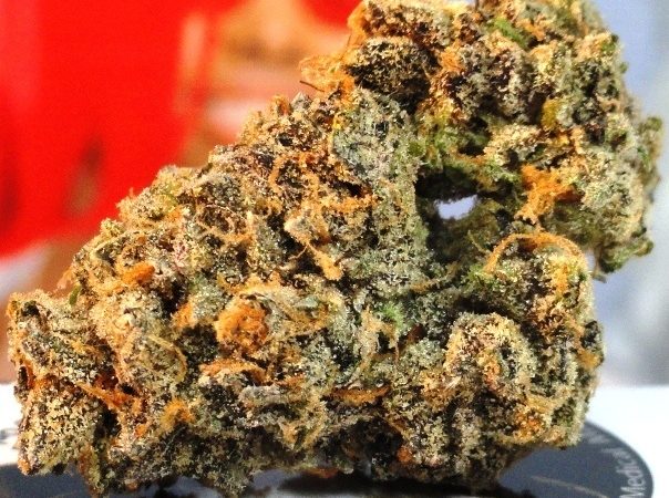 Weed price Prague. 
                    Hawaiian Pie Marijuana Strain