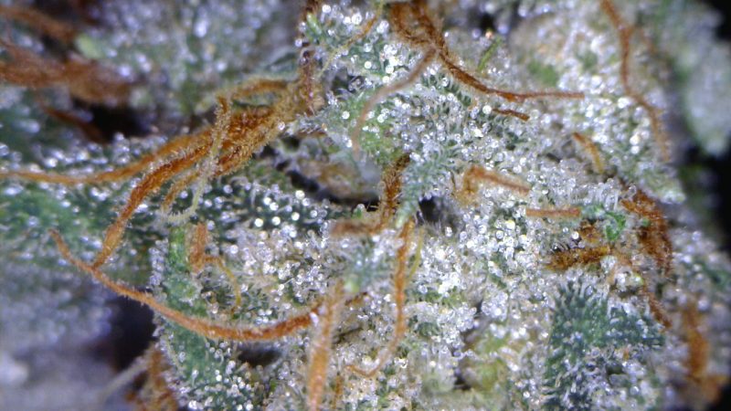 Weed price Prague. 
                    White Elephant Marijuana Strain