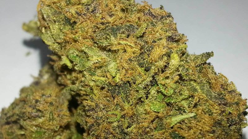 Weed price Prague. 
                    Purple Dream Marijuana Strain