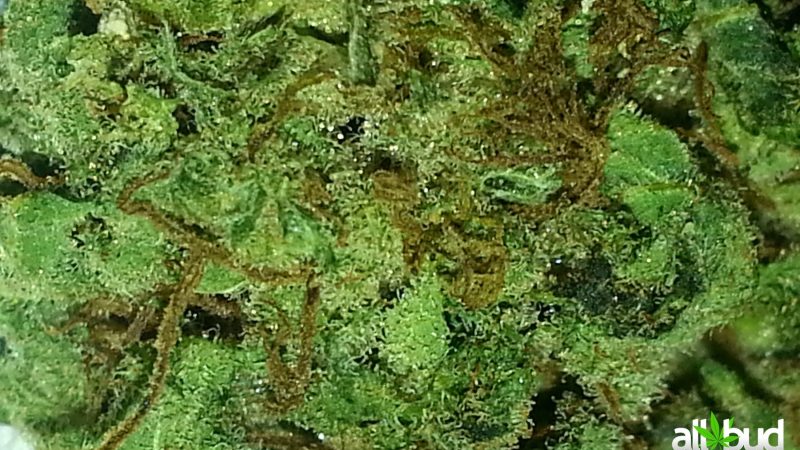 Weed price Prague. 
                    Fucking Incredible Marijuana Strain