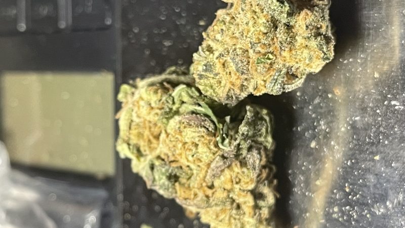 Weed price Prague. 
                    Sundae Float Marijuana Strain