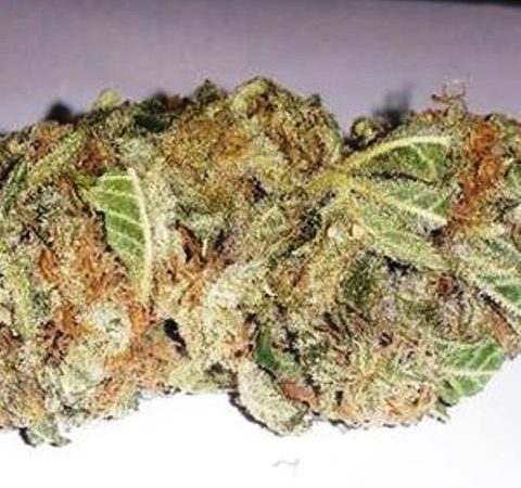 Weed price Prague. 
                    509 Kush Marijuana Strain