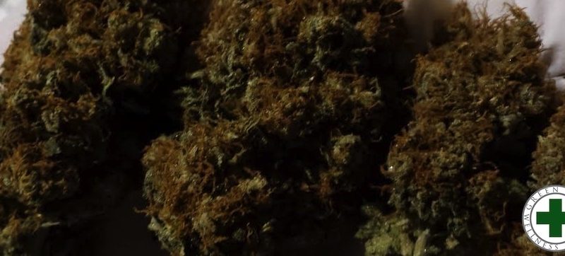 Weed price Prague. 
                    Kilimanjaro Marijuana Strain