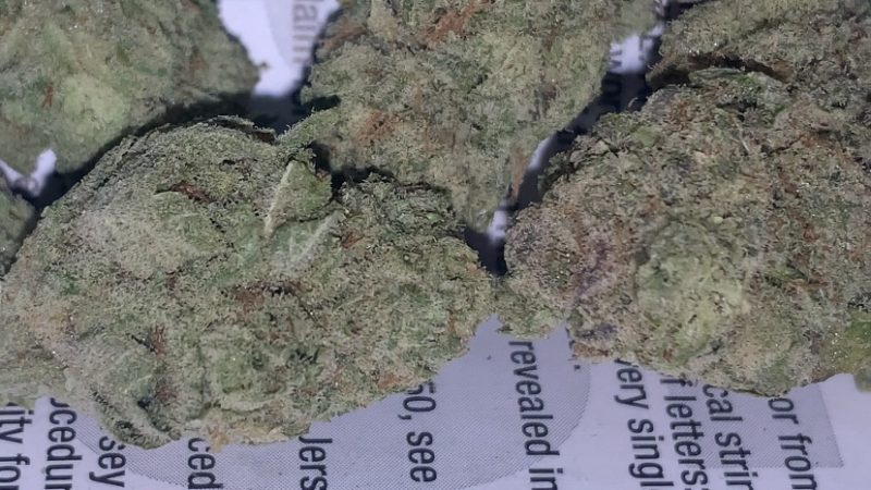 Weed price Prague. 
                    White Gorilla Marijuana Strain