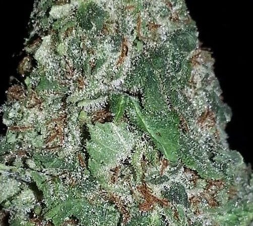 Weed price Prague. 
                    Sweet Kush Marijuana Strain