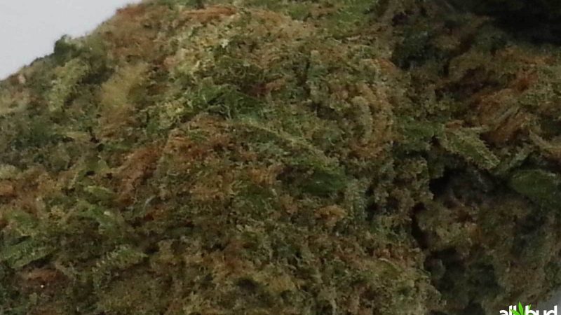 Weed price Prague. 
                    Green Ribbon Marijuana Strain