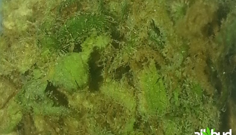 Weed price Prague. 
                    Bubblicious Marijuana Strain