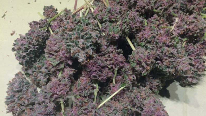 Weed price Prague. 
                    The Tardis Marijuana Strain