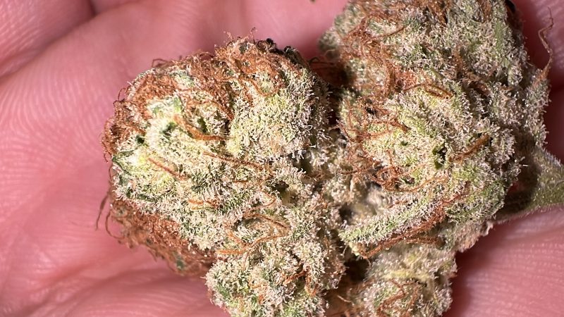 Weed price Prague. 
                    Orange Blossom Marijuana Strain