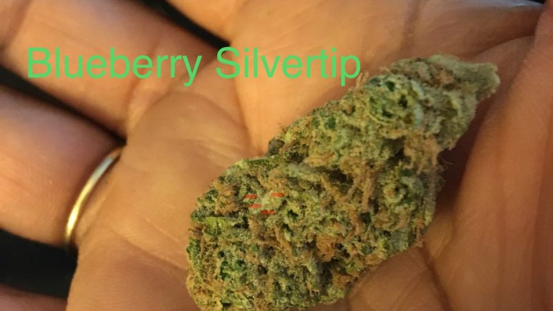Weed price Prague. 
                    Blueberry Silvertip Marijuana Strain
