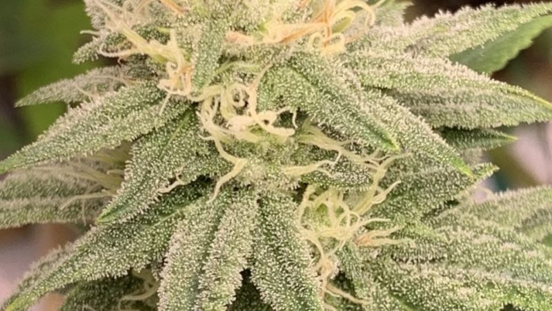 Weed price Prague. 
                    Inzane in the Membrane Marijuana Strain