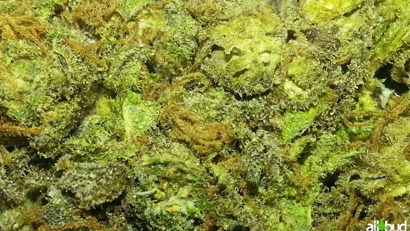 Weed price Prague. 
                    Purple Wreck Marijuana Strain