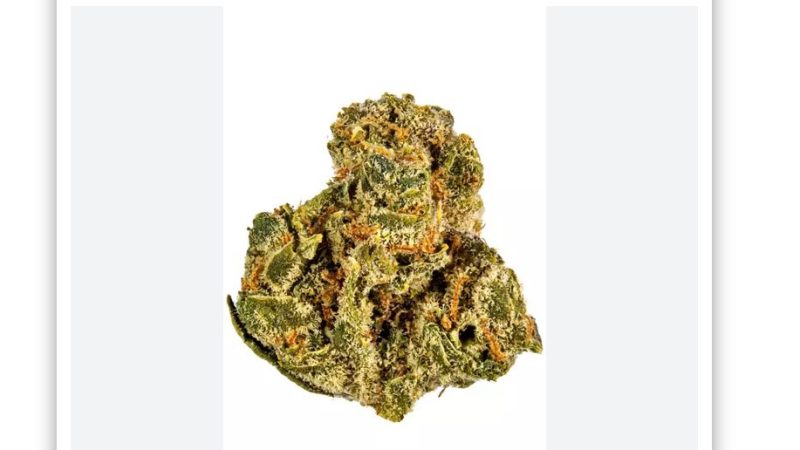 Weed price Prague. 
                    Champagne Supernova Marijuana Strain