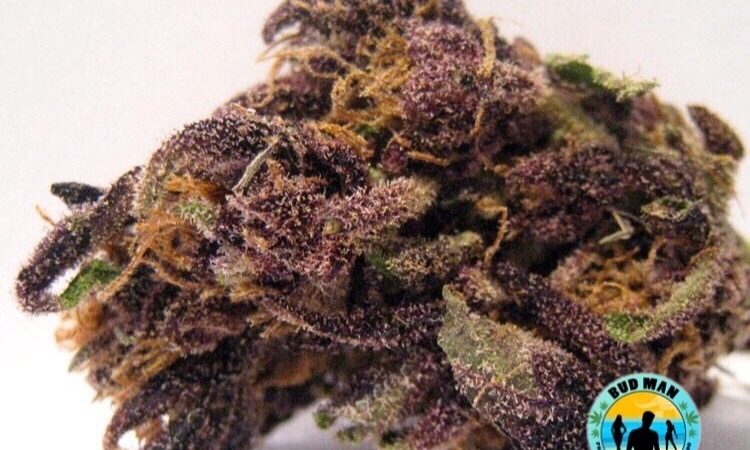 Weed price Prague. 
                    Grape Ox Marijuana Strain