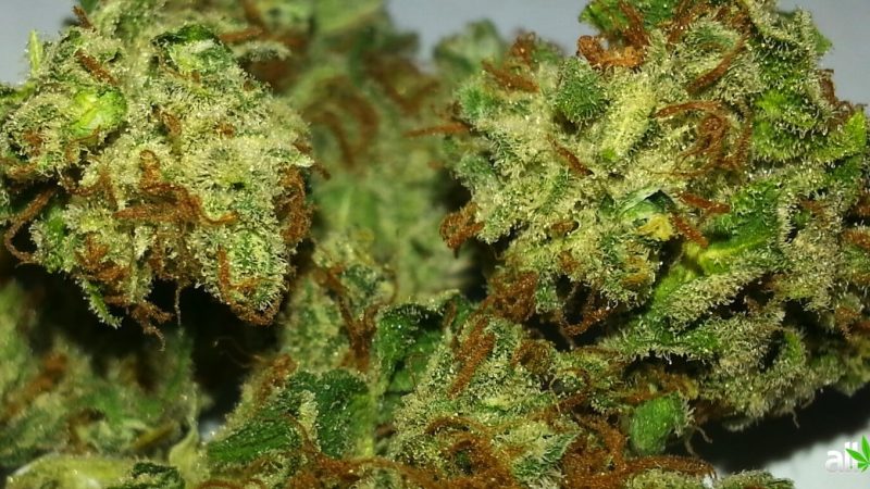 Weed price Prague. 
                    True OG Marijuana Strain