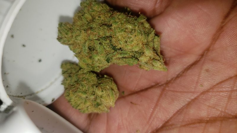 Weed price Prague. 
                    Sumo Grande Marijuana Strain