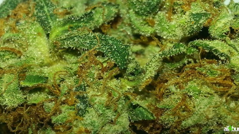 Weed price Prague. 
                    Redwood Kush Marijuana Strain