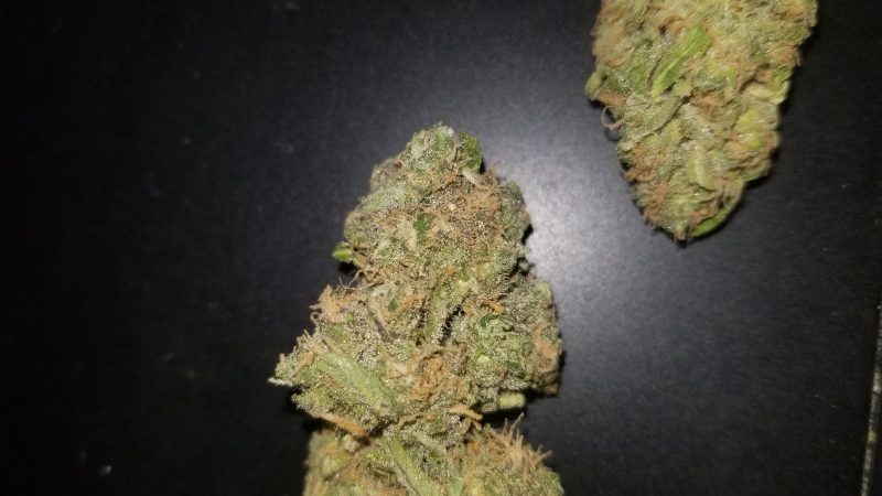 Weed price Prague. 
                    Bluniverse Marijuana Strain