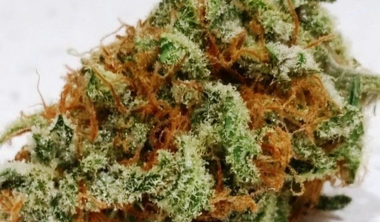 Weed price Prague. 
                    Sour Batch Kiss Marijuana Strain