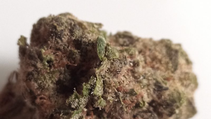 Weed price Prague. 
                    White Tara Marijuana Strain