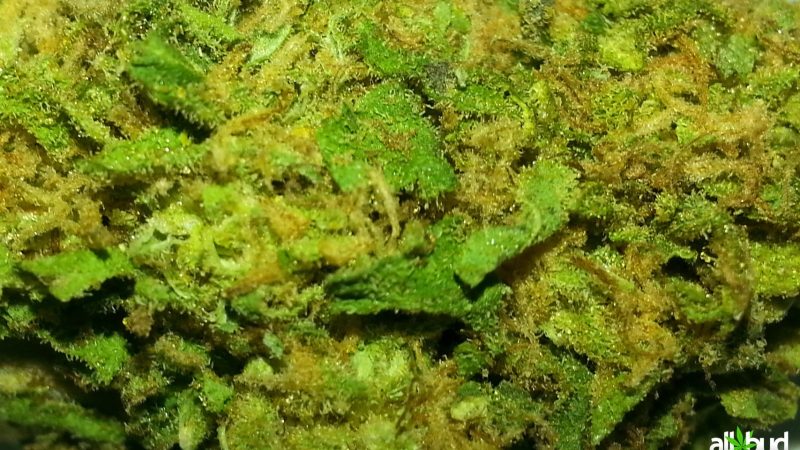 Weed price Prague. 
                    Purple Diesel Marijuana Strain