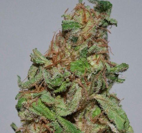 Weed price Prague. 
                    Super Girl Marijuana Strain