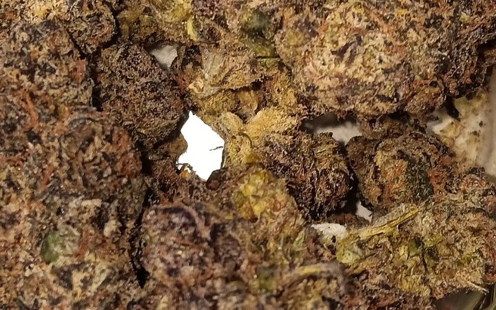 Weed price Prague. 
                    Chocolate Hashberry Marijuana Strain