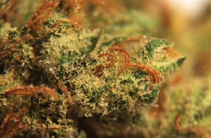 Weed price Prague. 
                    Skunk Haze Marijuana Strain