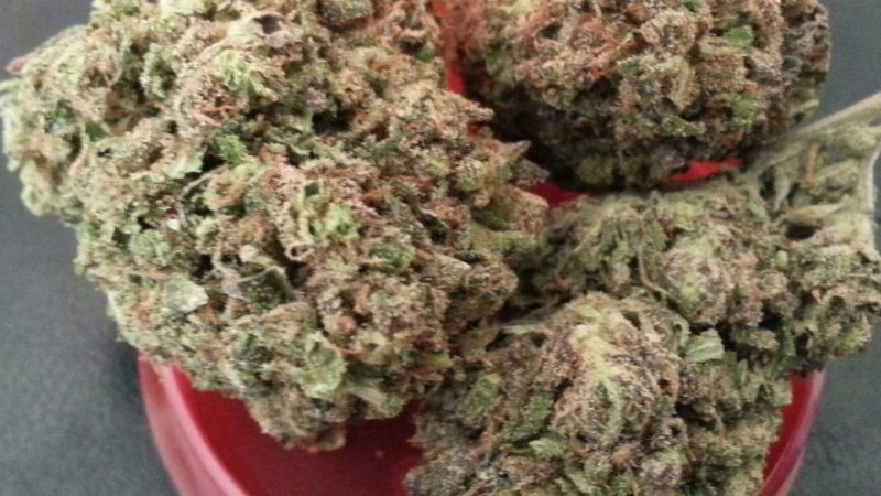 Weed price Prague. 
                    Purple Sour Diesel Marijuana Strain