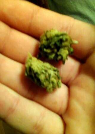 Weed price Prague. 
                    Alumiquista Marijuana Strain