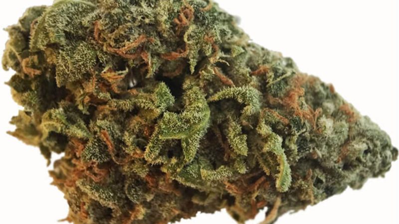 Weed price Prague. 
                    Dream Machine Marijuana Strain