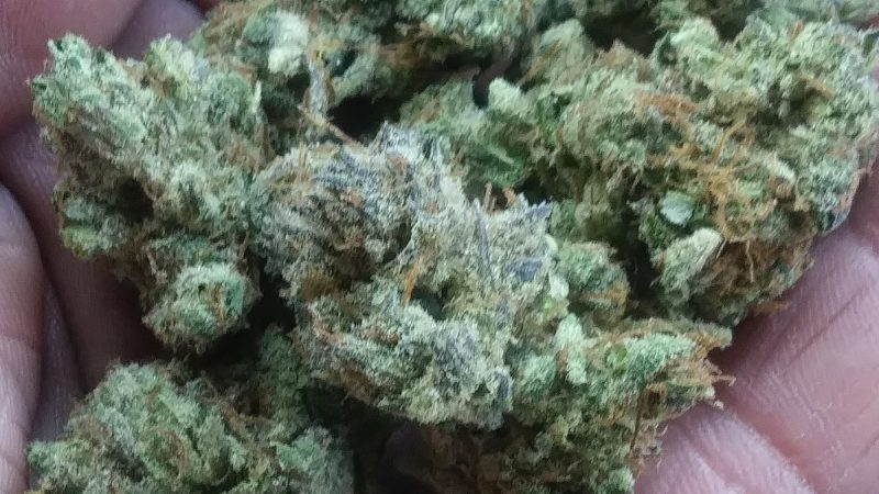 Weed price Prague. 
                    Incredible Power Marijuana Strain