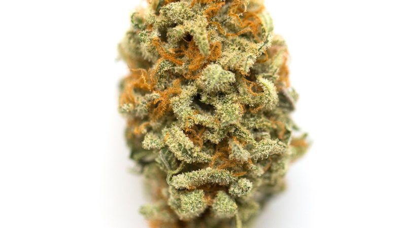 Weed price Prague. 
                    Orange Apricot Marijuana Strain