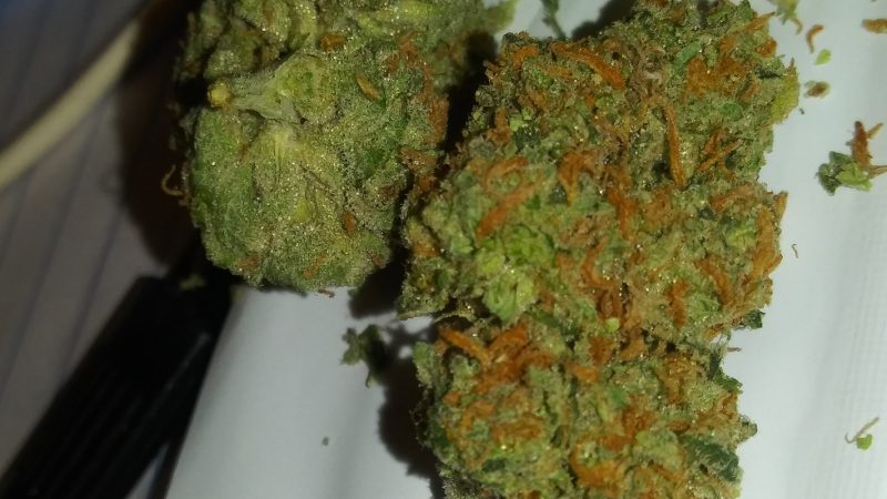Weed price Prague. 
                    Queen Mother Goji Marijuana Strain