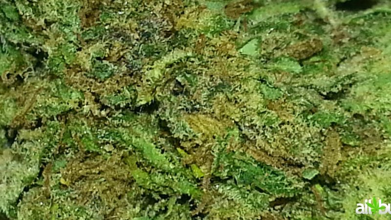 Weed price Prague. 
                    Game Changer Marijuana Strain