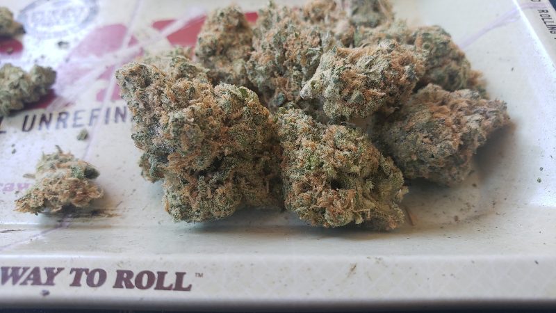 Weed price Prague. 
                    Alpha Dawg Marijuana Strain