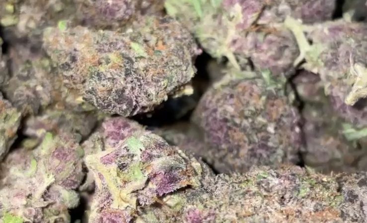 Weed price Prague. 
                    Purple Lemon G Marijuana Strain