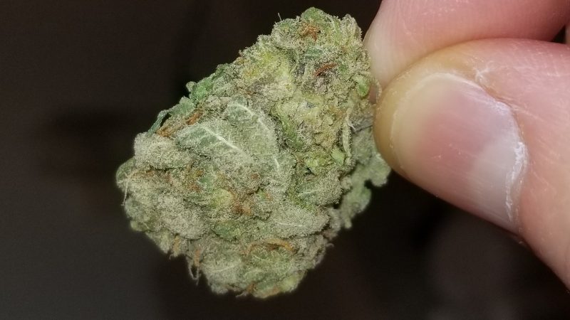 Weed price Prague. 
                    Purple Mango Marijuana Strain