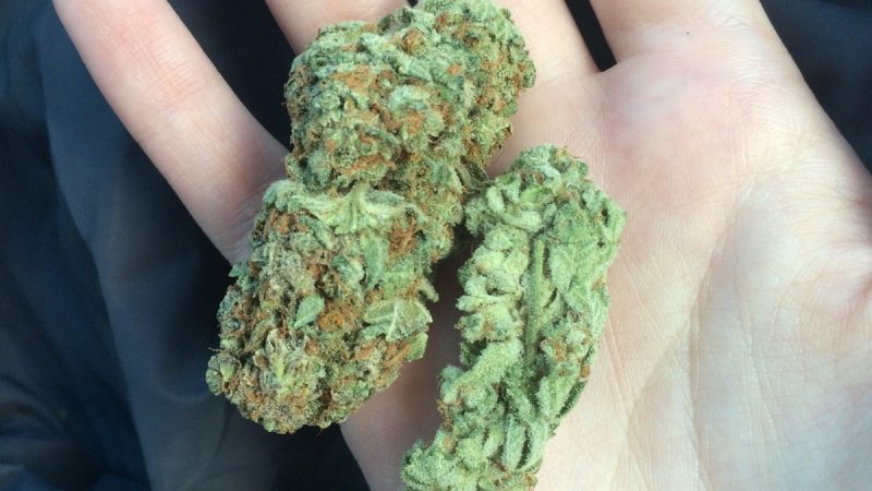 Weed price Prague. 
                    Chem Valley Kush Marijuana Strain