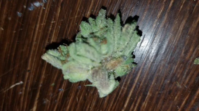 Weed price Prague. 
                    LA Woman Marijuana Strain