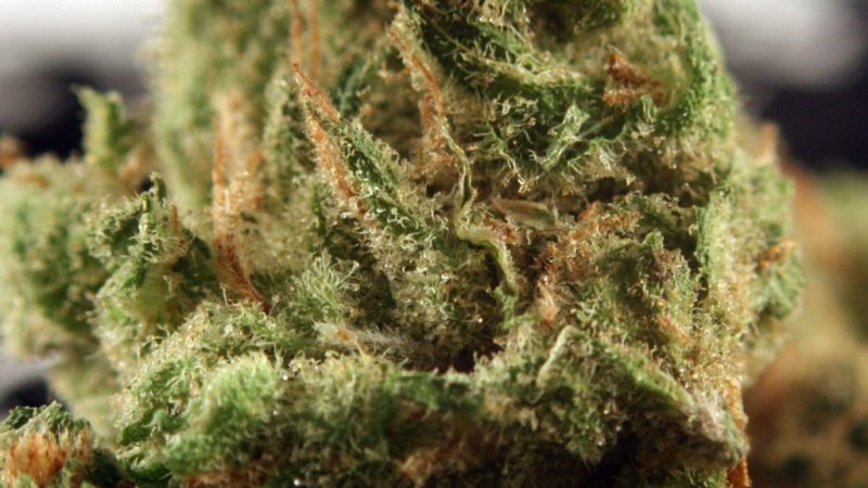 Weed price Prague. 
                    Hawaiian Golden Pineapple Marijuana Strain