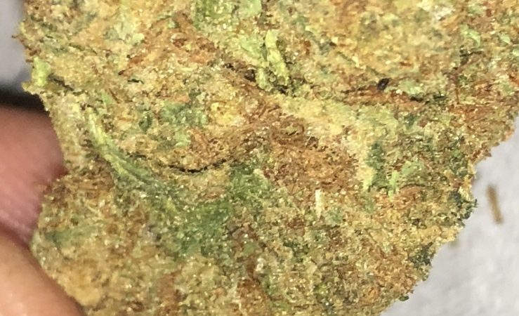 Weed price Prague. 
                    Golden Triangle Marijuana Strain