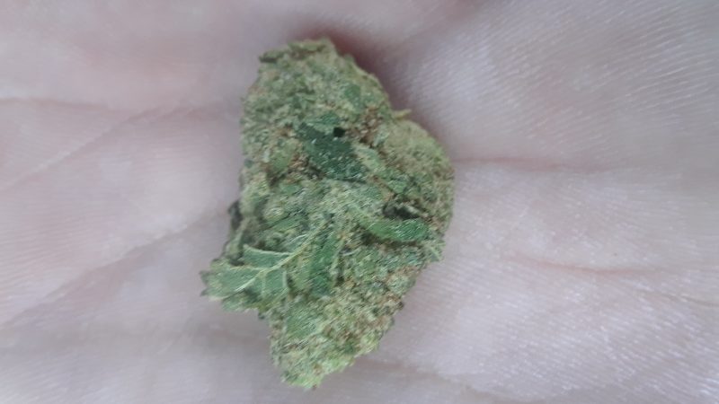 Weed price Prague. 
                    Viper Cookies Marijuana Strain