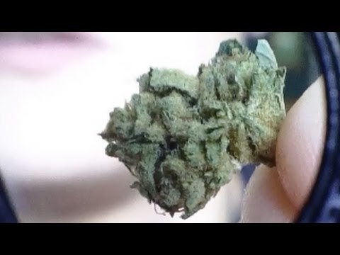 Weed price Prague. 
                    Ozma Marijuana Strain